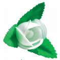 Rosa Extra Blanca · 100 unidades · Artipas
