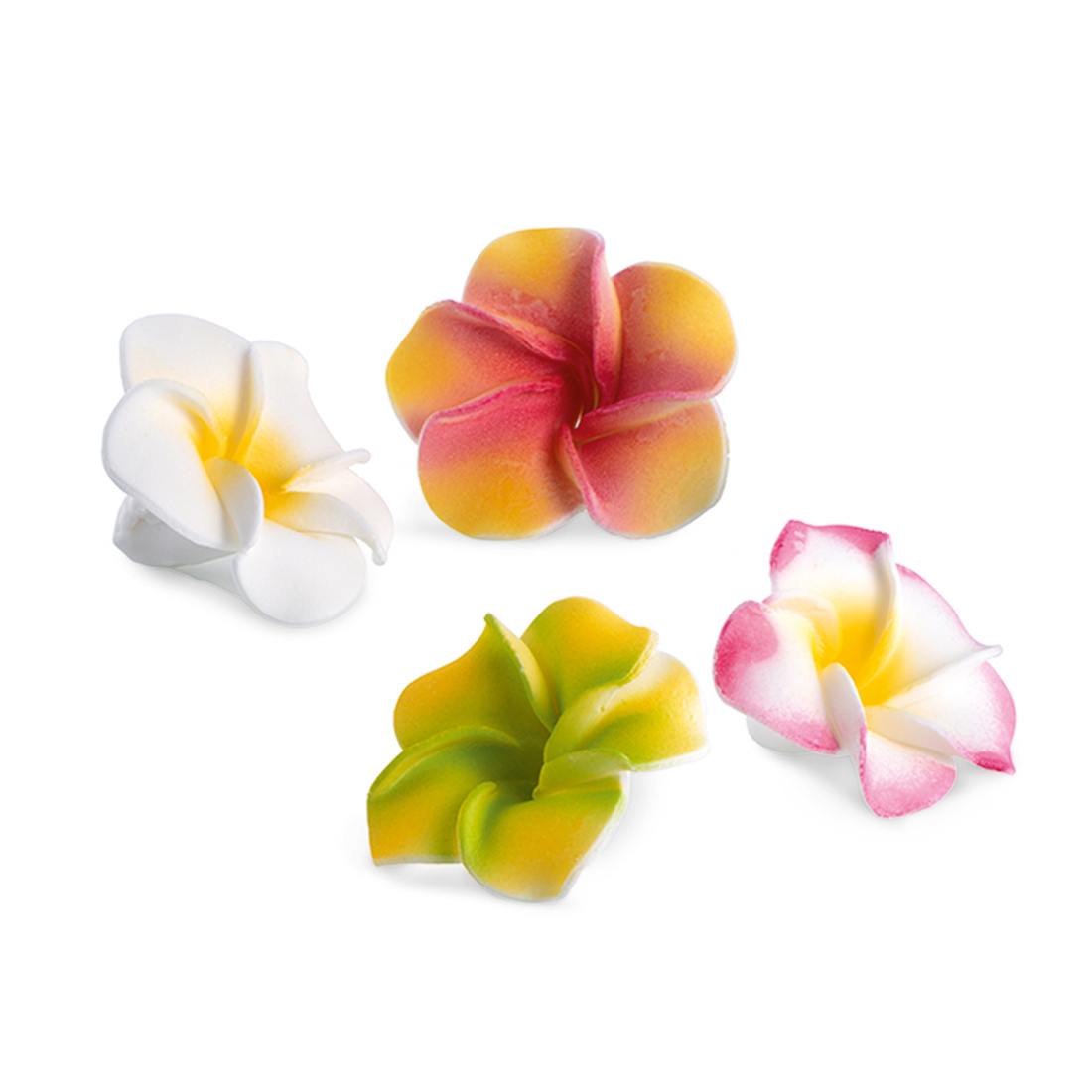 Plumeria assortment · 24 unidades · Artipas